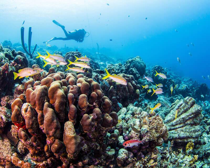 PADI Specialty Instructor