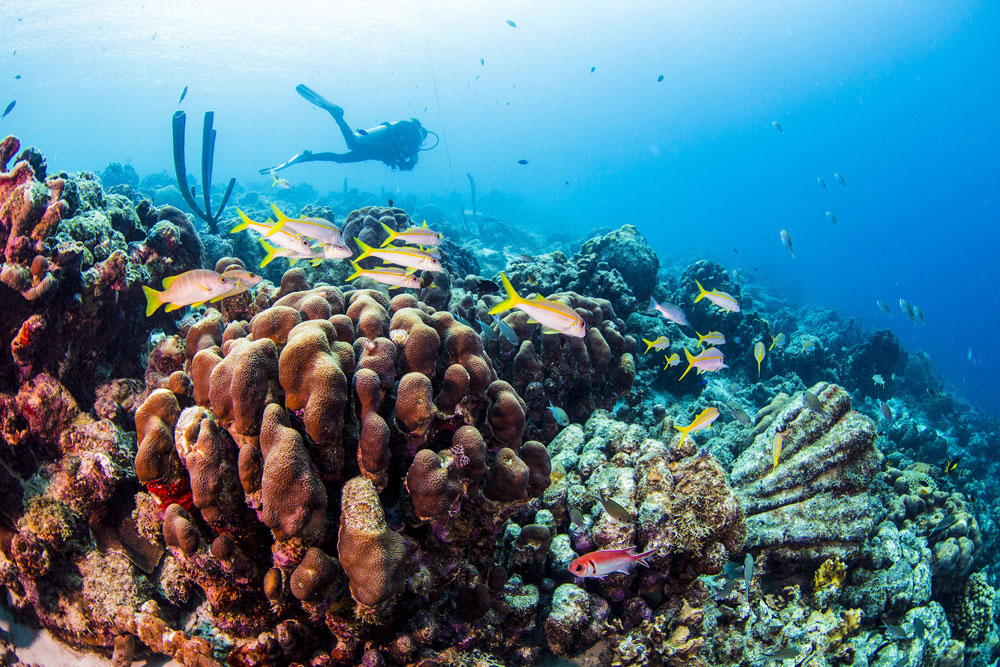 Cours d’Instructeur PADI