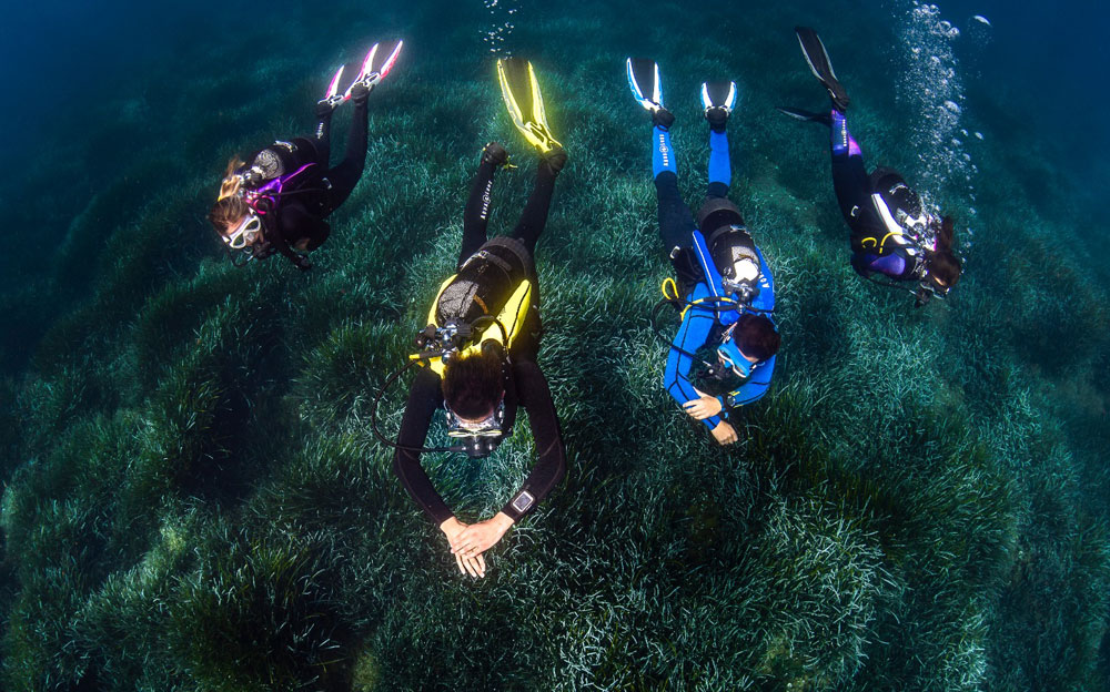 Les trois grandes agences de plongée : FFESSM - PADI - SSI